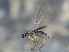 Phyllodromia melanocephala