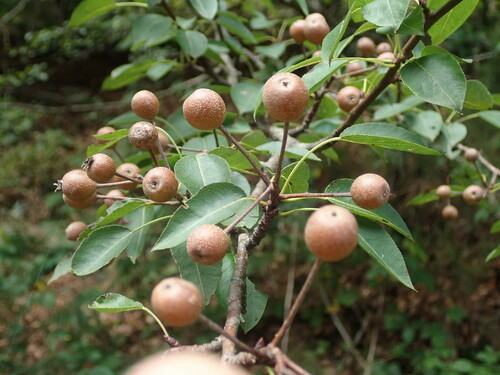 Plymouth pear (Pyrus cordata)