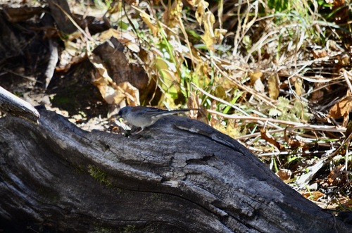 Dark-eyed Junco