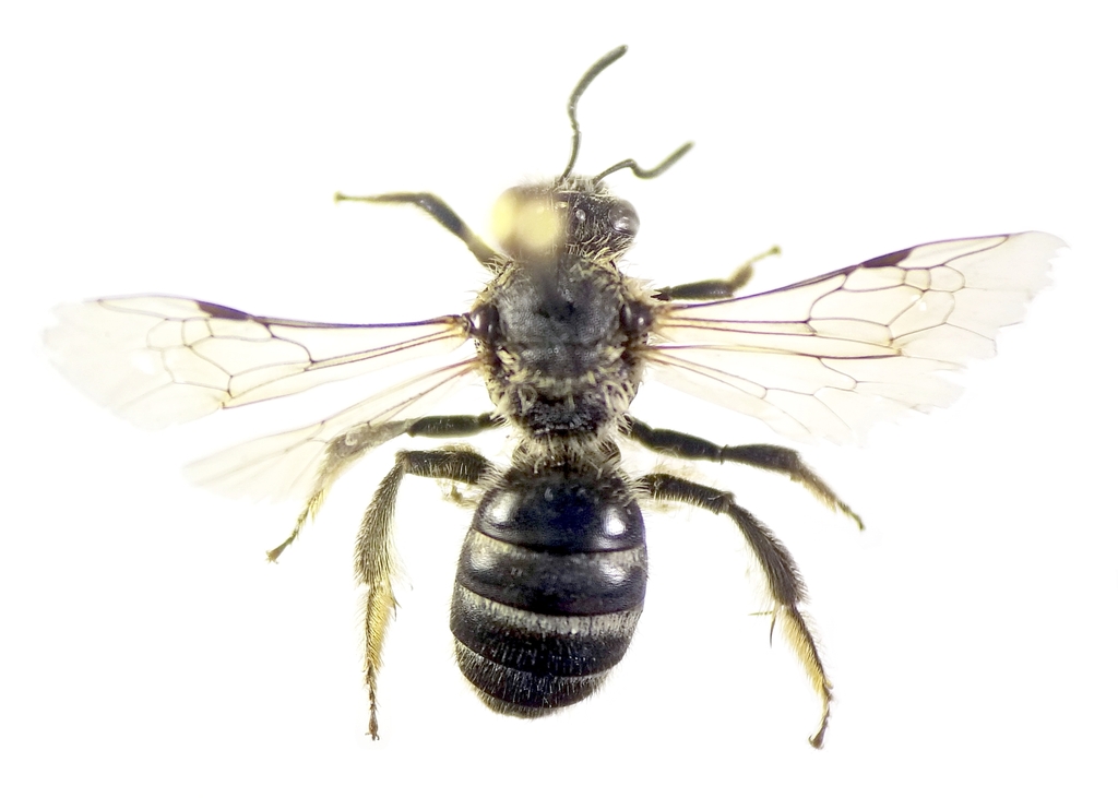 Lasioglossum callizonium