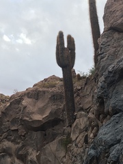 Trichocereus atacamensis