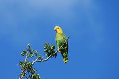 Amazona oratrix tresmariae