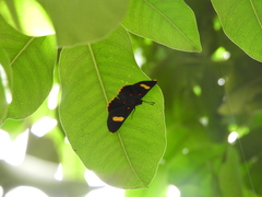 Melanis electron