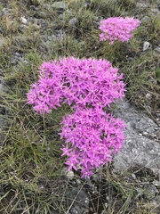 Zeltnera beyrichii