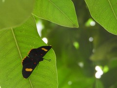 Melanis electron