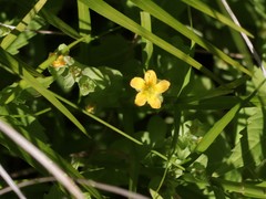 Hypericum anagalloides
