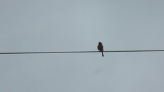 Haemorhous mexicanus