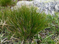 Oreojuncus trifidus