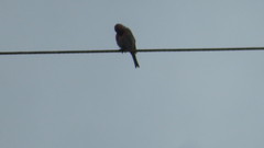 Haemorhous mexicanus