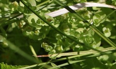Hypericum anagalloides