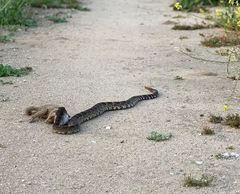 Crotalus oreganus helleri