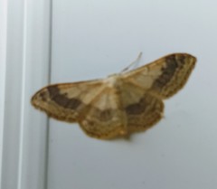 Idaea aversata