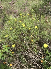 Calylophus