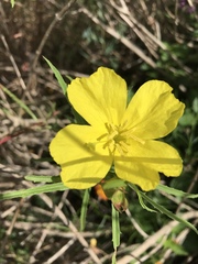 Calylophus