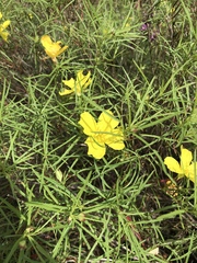 Calylophus