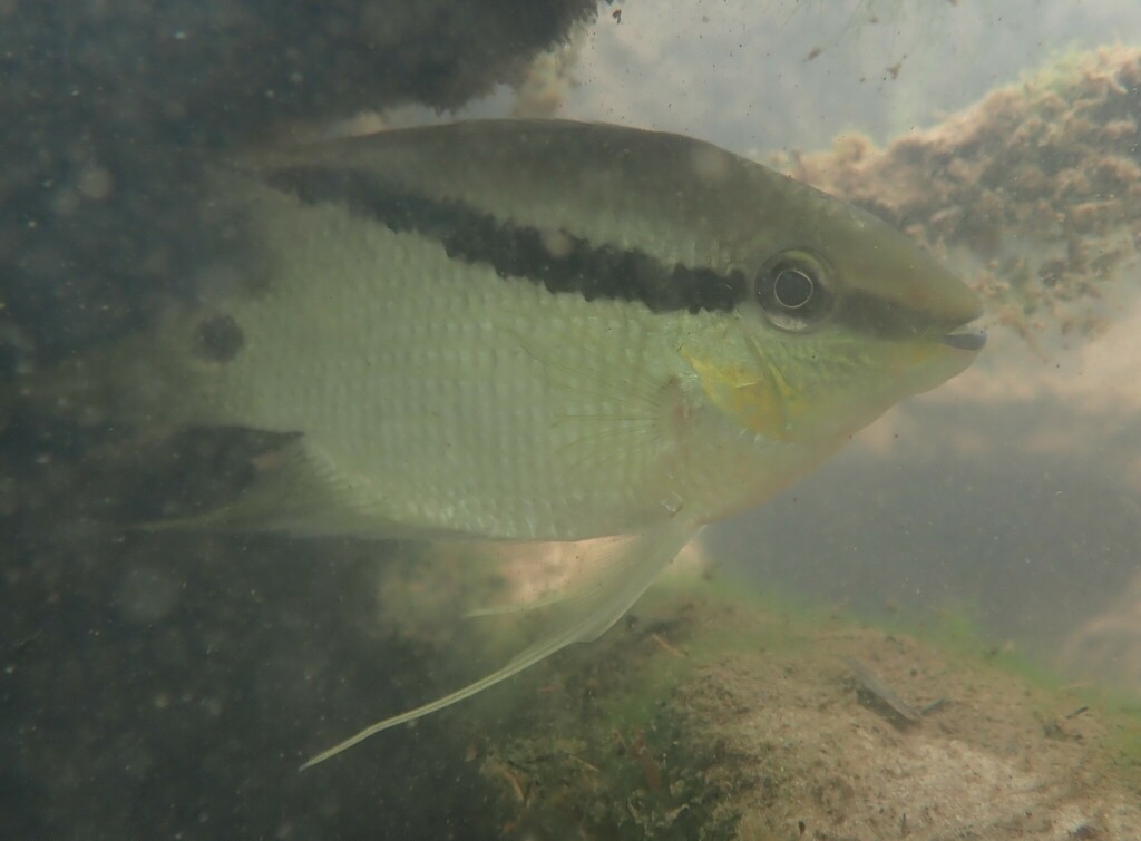 Barred cichlid (Mesonauta festivus) — Cichlidae