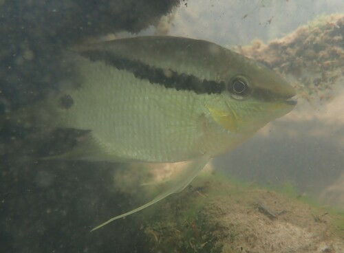 Barred cichlid (Mesonauta festivus) — Cichlidae