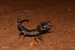 Deccanometrus bengalensis