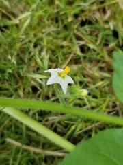 Solanum physalifolium nitidibaccatum