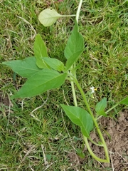 Solanum physalifolium nitidibaccatum