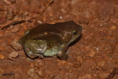 Uperodon globulosus