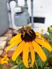 Svastra obliqua obliqua