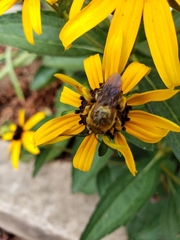 Svastra obliqua obliqua