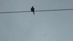 Haemorhous mexicanus