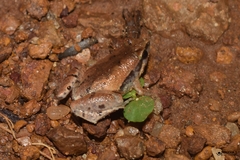 Microhyla mymensinghensis