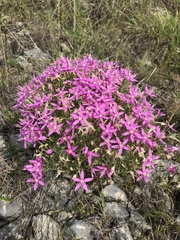 Zeltnera beyrichii
