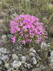 Zeltnera beyrichii