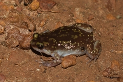 Uperodon variegatus