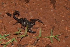 Deccanometrus bengalensis