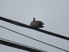 Streptopelia decaocto