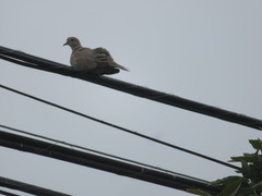 Streptopelia decaocto