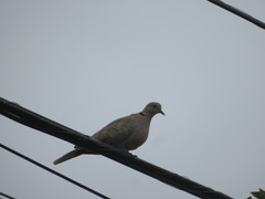 Streptopelia decaocto