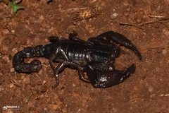 Deccanometrus bengalensis