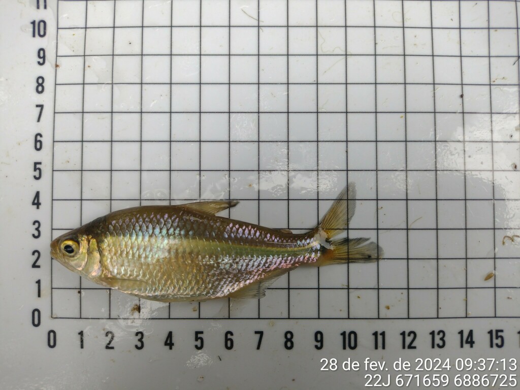 Deuterodon singularis