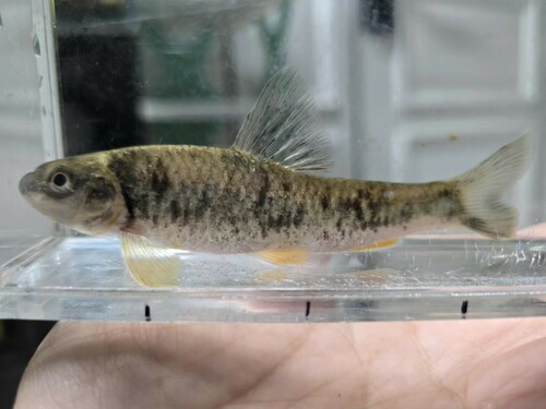 Thicklip Gudgeon