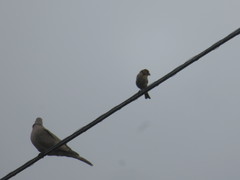 Streptopelia decaocto