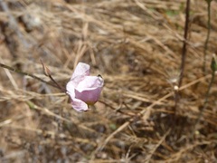 Calochortus dunnii
