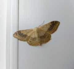 Idaea aversata