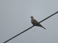 Streptopelia decaocto