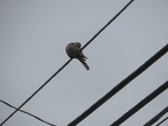 Streptopelia decaocto