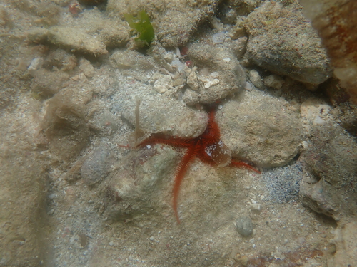 Ophiomastix wendtii observed 2024-10-01