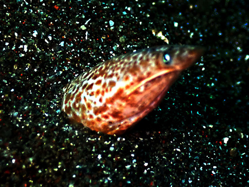 Apterichtus klazingai observed 2024-09-06