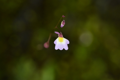 Image of Utricularia striatula by (c) 曾昱承 Yu-Cheng Zeng, some rights reserved (CC BY)