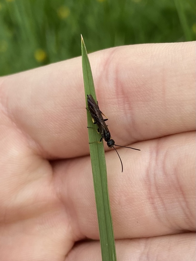 Wood Stem-sawfly