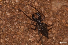 Thelyphonus sepiaris