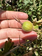 Ribes lobbii